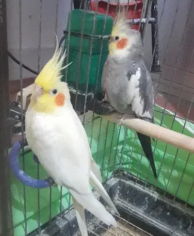 ۳ عروس هلندی با قفس|پرنده|ساری, |دیوار