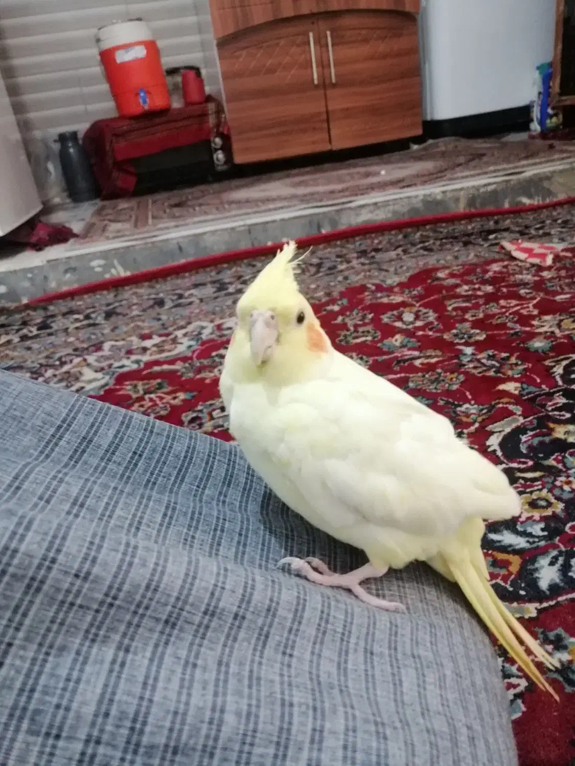 عروس هلندی همراه باقفس|پرنده|اهواز, منازل کارون|دیوار