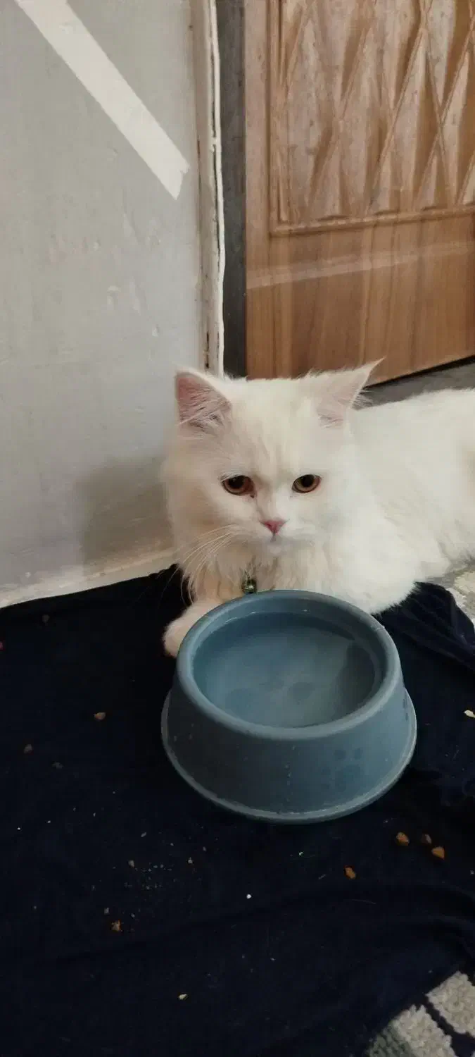 گربه پرشین 6ماه سفید|گربه|تربتحیدریه, کوه سنگی|دیوار