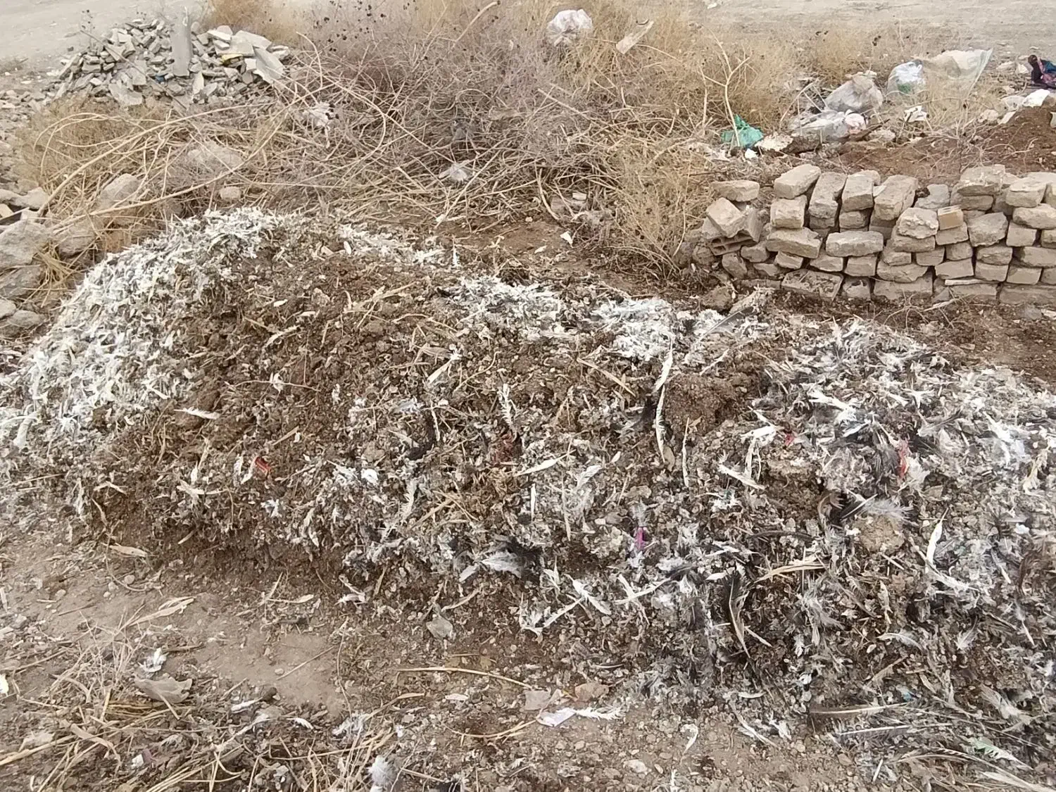 کود کبوتر|خدمات باغبانی و درختکاری|پیشوا, |دیوار