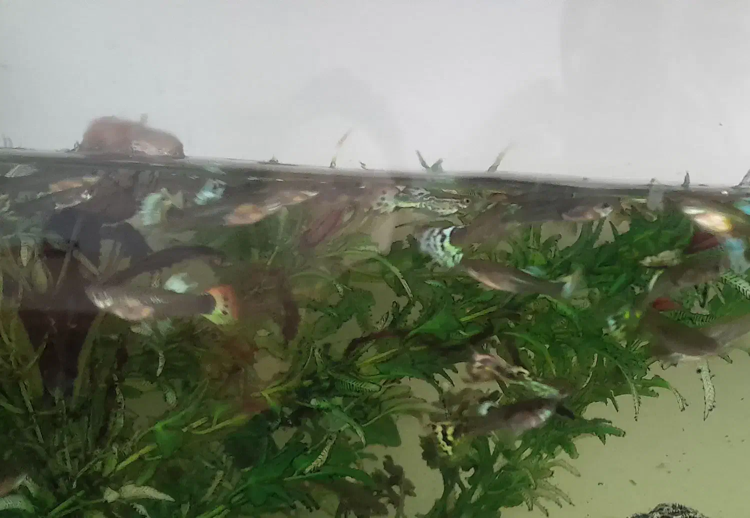 ماهی گوپی|ماهی|شاهرود, |دیوار