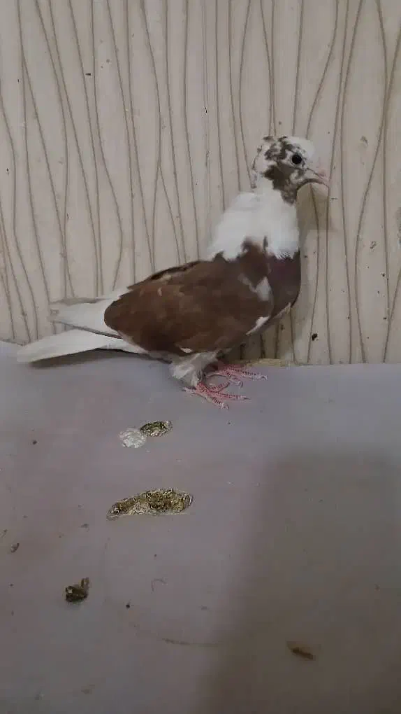 کبوتر پرشی|پرنده|نسیمشهر, |دیوار