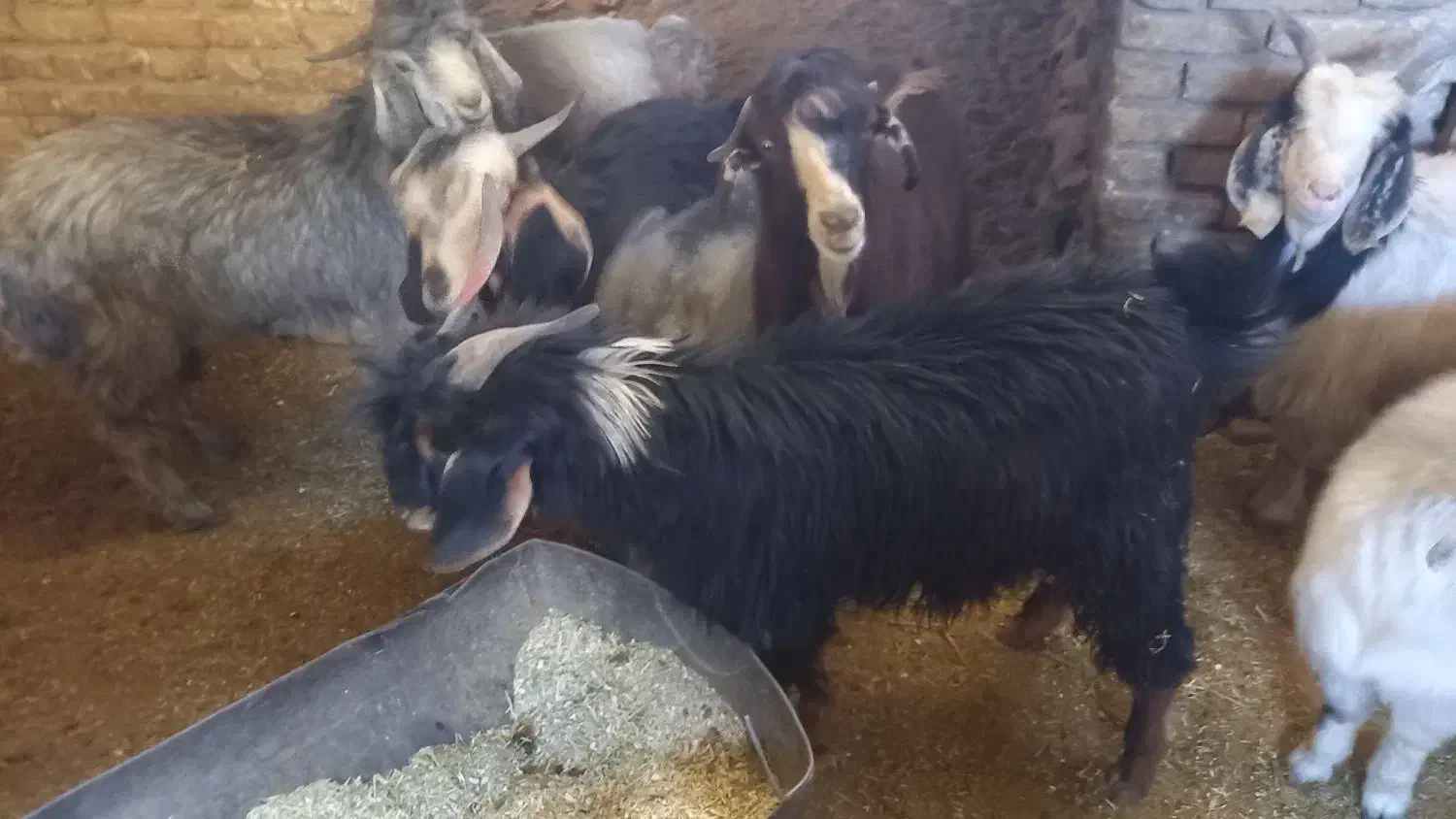 فروش تعدادی کهره نر|حیوانات مزرعه|نیر (یزد), |دیوار