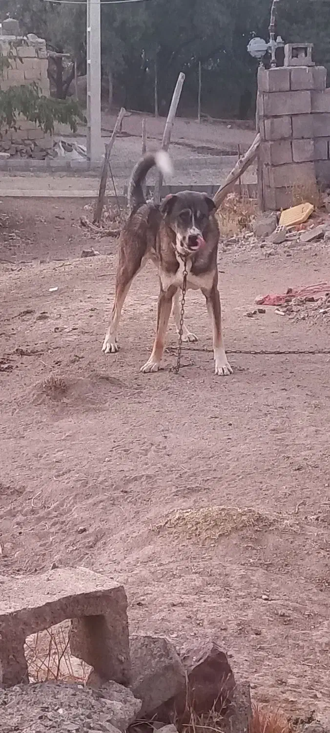 سگ پژدر ۱۹ماه|سگ|قروه, |دیوار