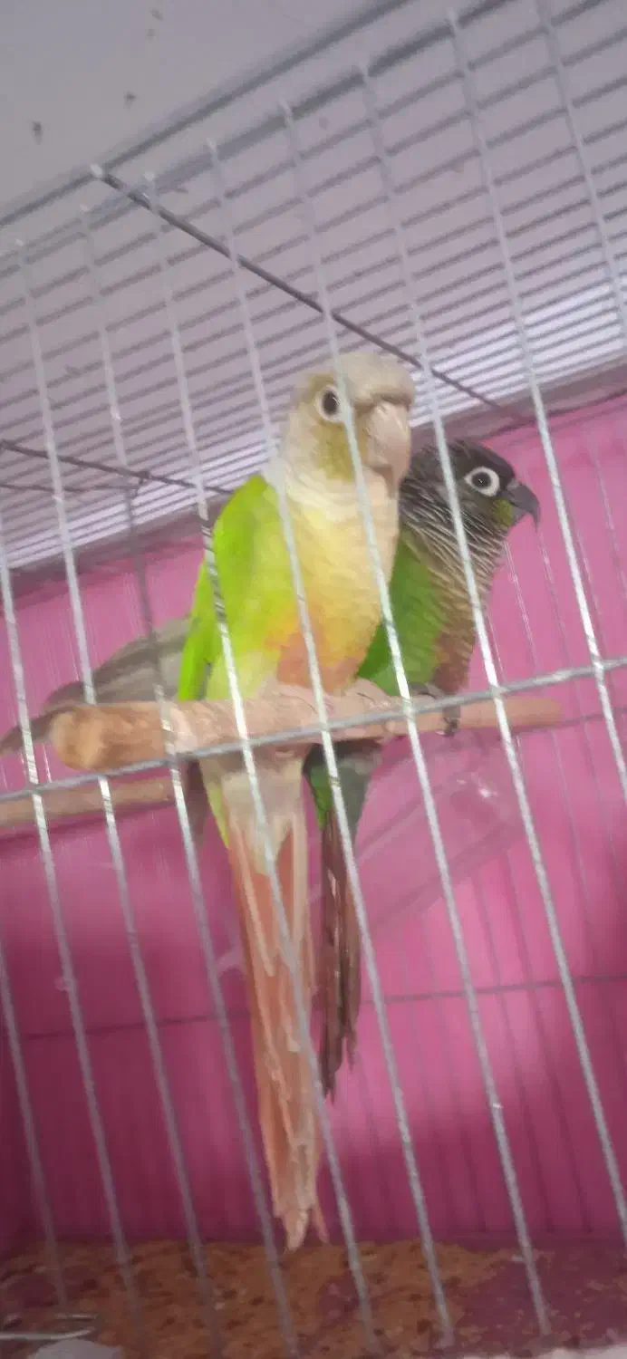 گرینچیک مولد خوشکل|پرنده|ابهر, |دیوار