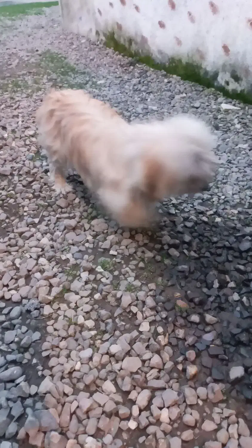 سگ ماده ۲ساله|سگ|رودسر, |دیوار