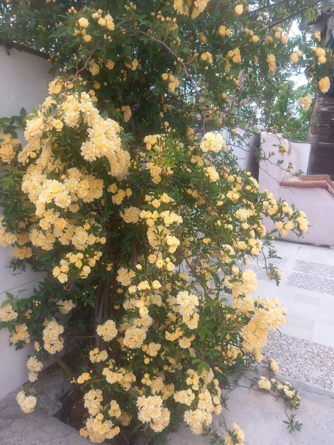 باغ|خدمات باغبانی و درختکاری|آباده, |دیوار