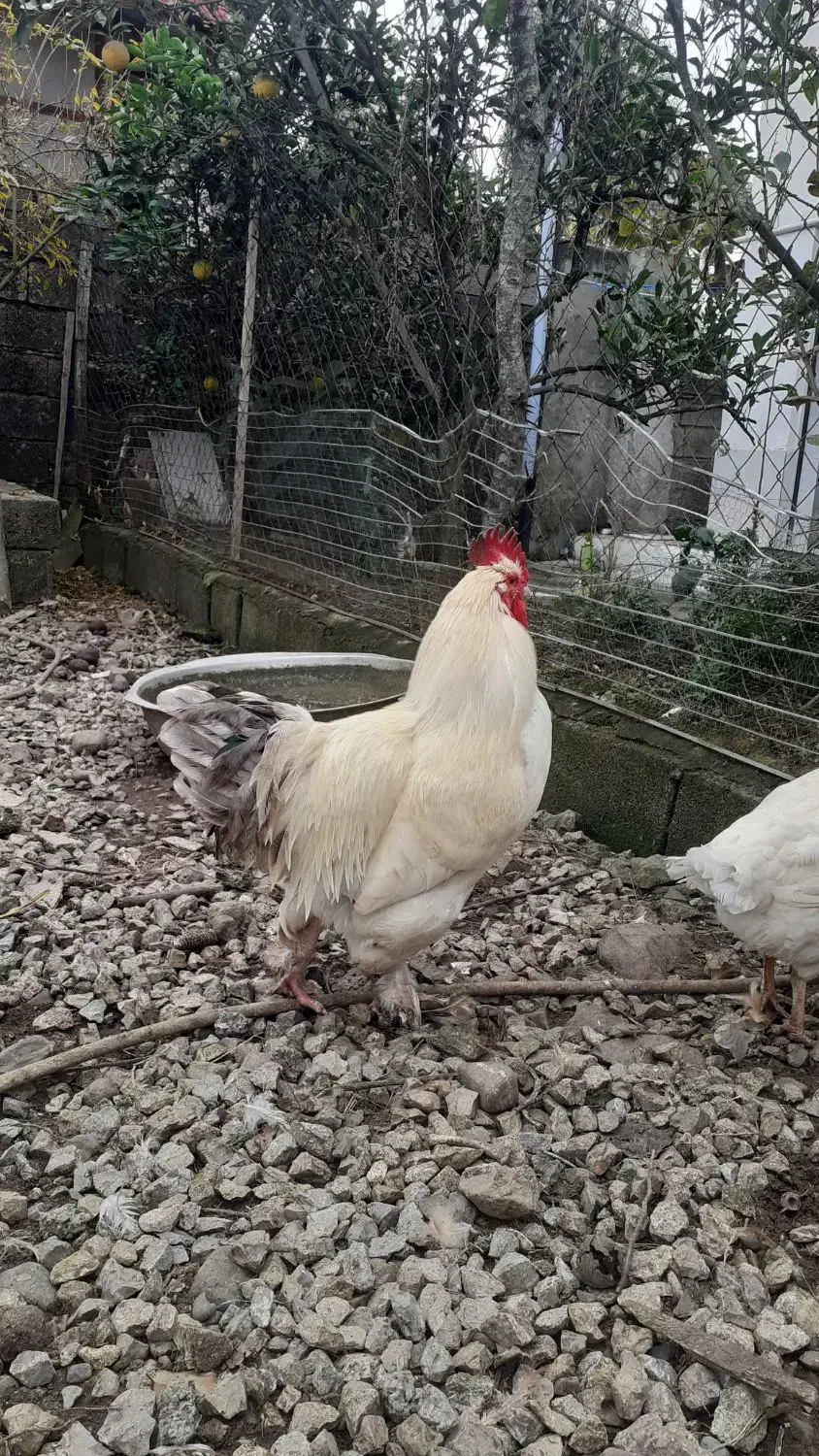 خروس پاپری درشت|حیوانات مزرعه|رضوانشهر, |دیوار