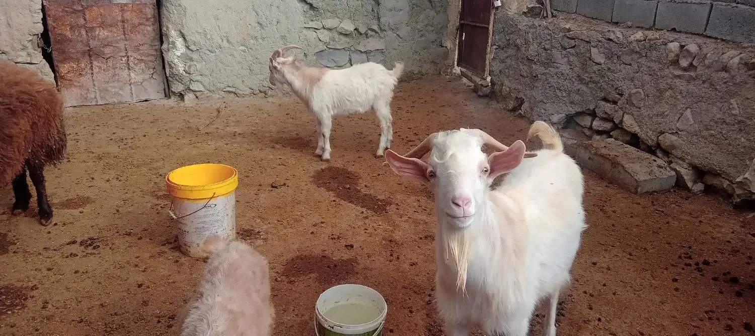 نر بز سانن|حیوانات مزرعه|گرمخان, |دیوار