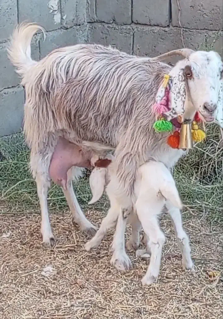 فروش بز شیرا|حیوانات مزرعه|بردسکن, |دیوار