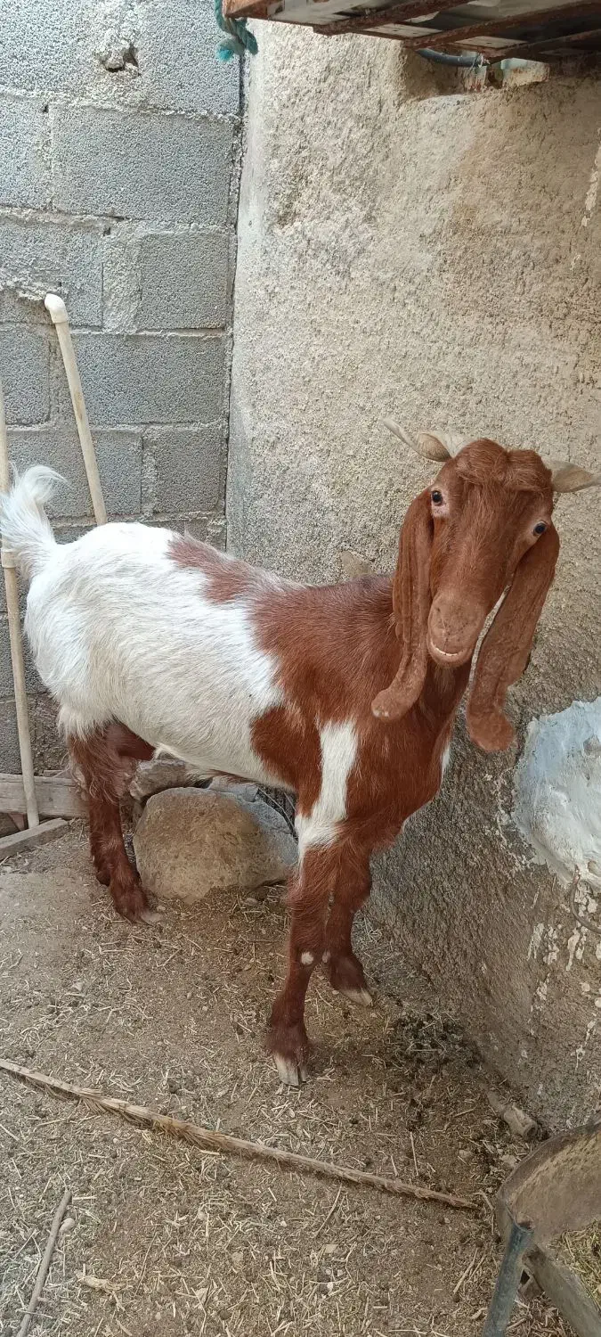 بز دو بزر سومالی و بویری|حیوانات مزرعه|سیراف, |دیوار