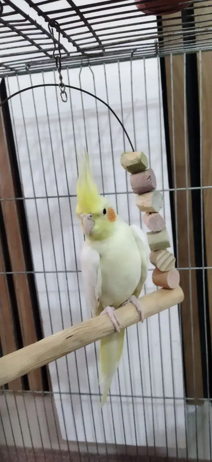 دو عدد عروس هلندی لوتینو|پرنده|تاکستان, |دیوار