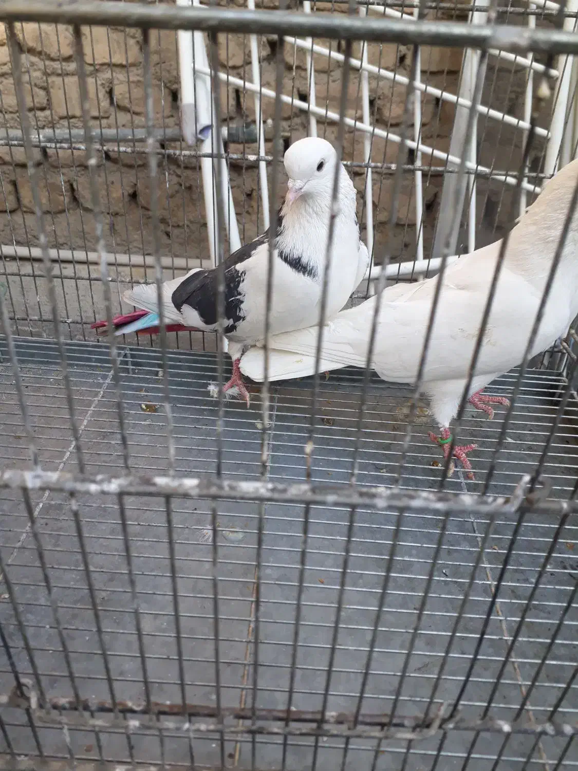 سره قناری کفتر پرون|پرنده|ری, ولی آباد|دیوار