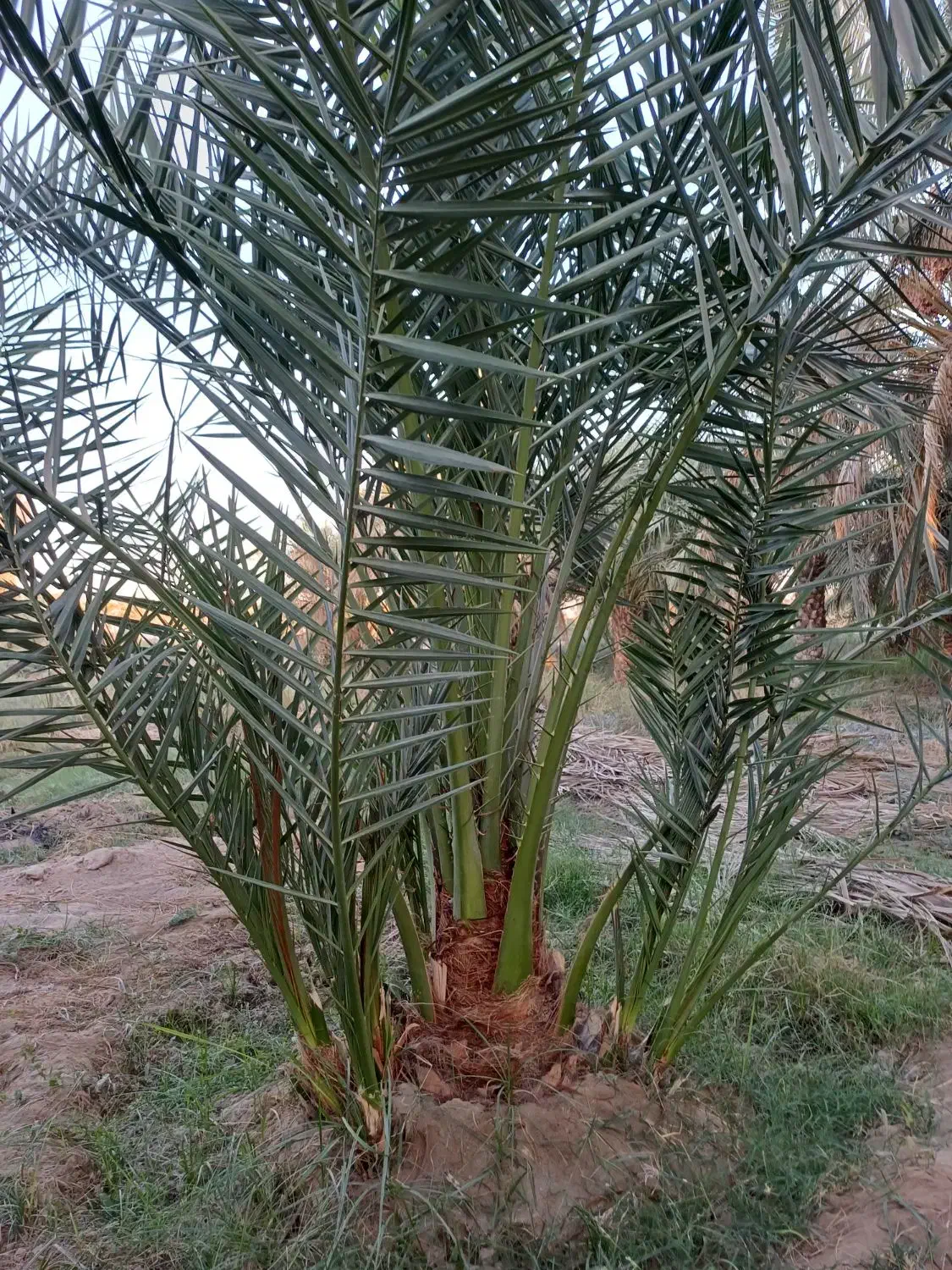 بچه نخل برحی|گل و گیاه طبیعی|چمران, |دیوار