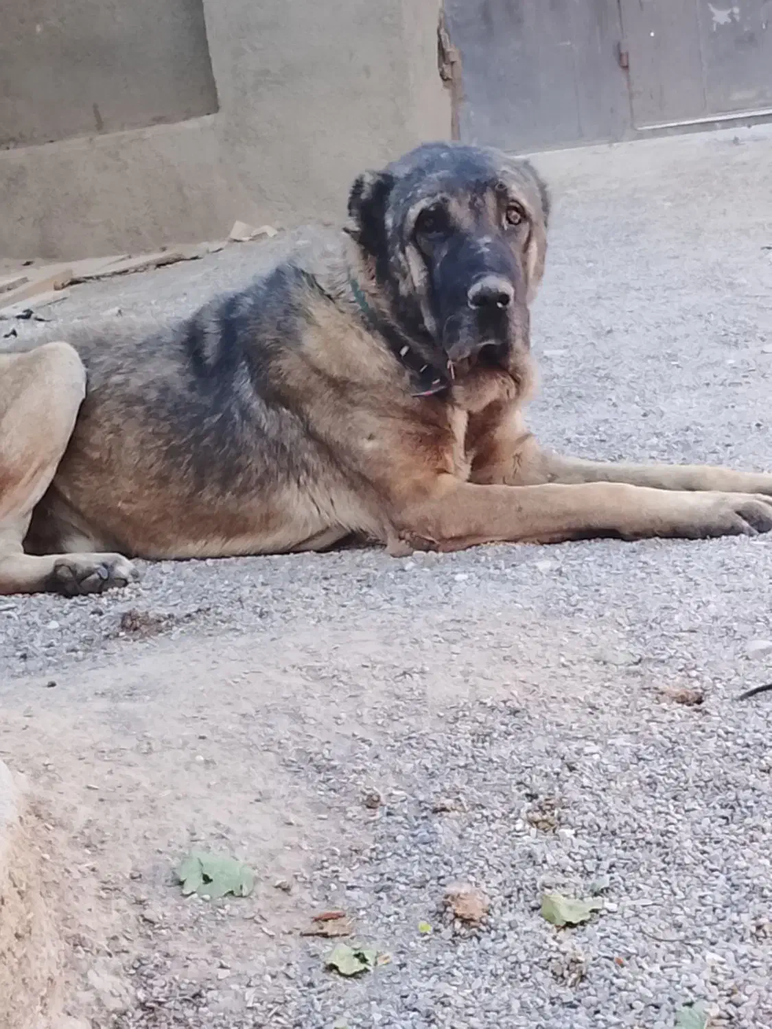 یک‌‌سگ‌سرابی ‌2یا3سال‌داره.بفرش‌می‌رسد|سگ|مشهد, تبادکان|دیوار