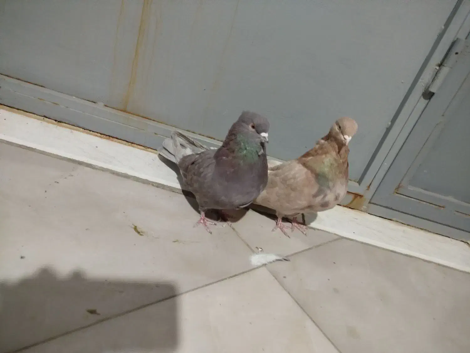 کبوتر یه جفت کوهی|پرنده|میلاجرد, |دیوار