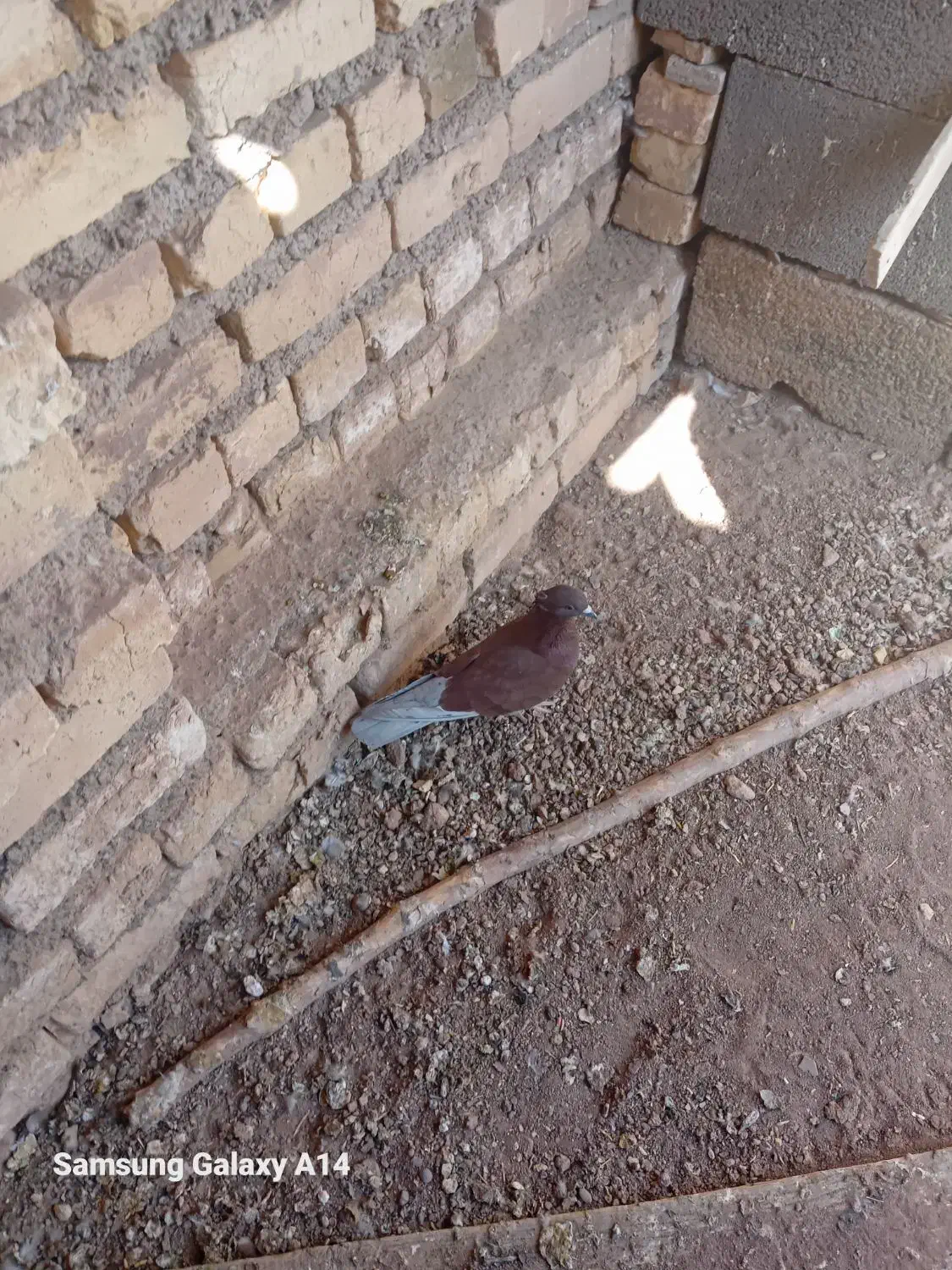 ۲۳۰ هزارتومان|پرنده|اژیه, |دیوار