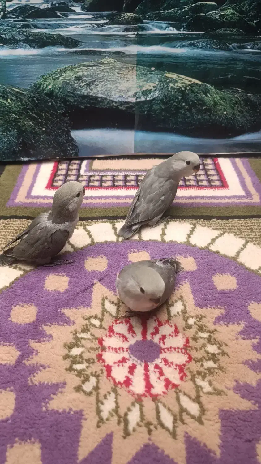 طوطی برزیلی|پرنده|پاکدشت, پاکدشت (مامازند)|دیوار