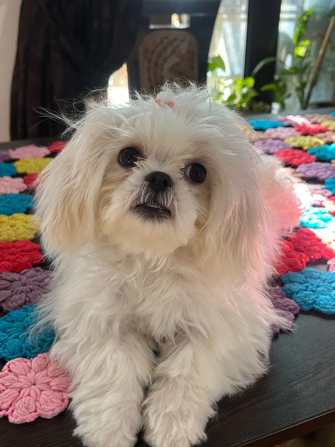 سگ شیتزو عروسکی|سگ|فیروزآباد (فارس), |دیوار