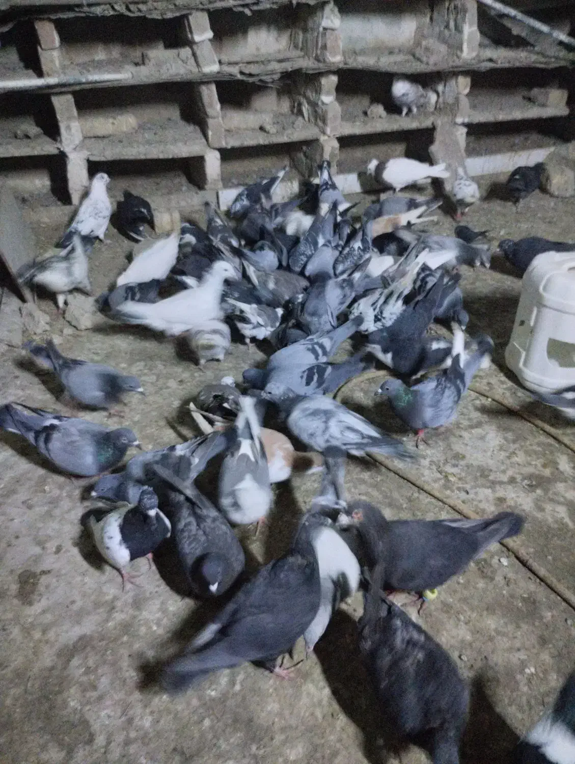 کبوتر رنگه آلمانی سار سرور ابلغ کله سینه|پرنده|چناران, |دیوار