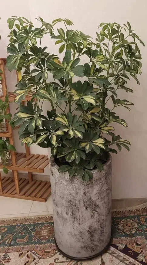 گل و گیاه و اجرا گلخانه کوچک آپارتمانی|گل و گیاه طبیعی|تهران, نیروی هوایی (پیروزی)|دیوار