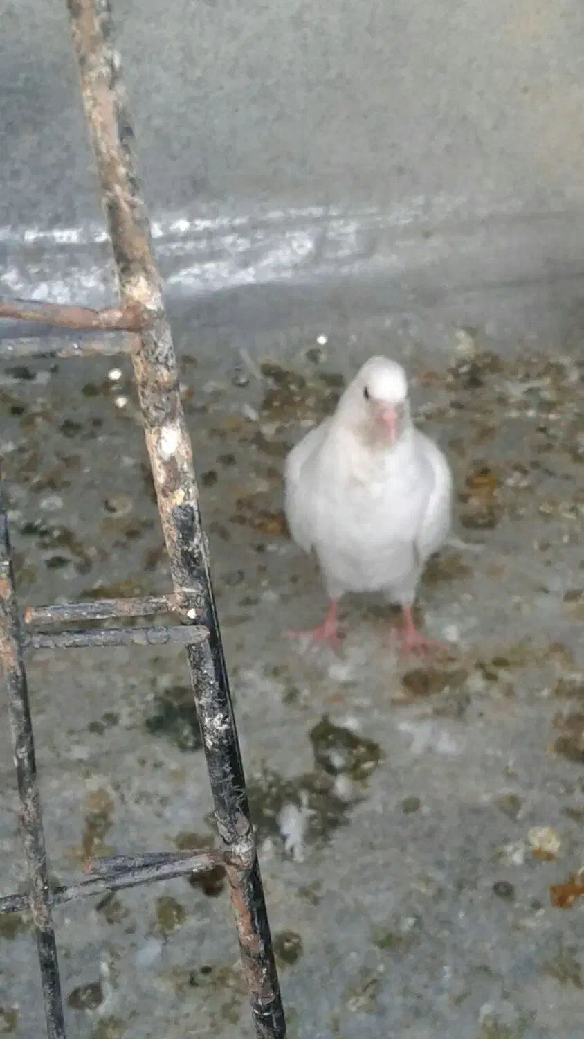 کبوتر|پرنده|جوانرود, |دیوار