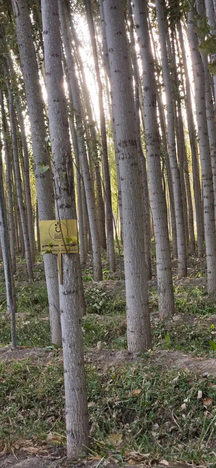 ـ صنوبر مناسب چوب گیری|خدمات باغبانی و درختکاری|بانه, |دیوار