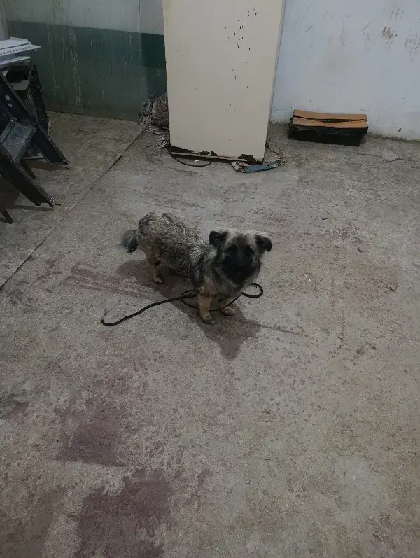 سگ پاپی|سگ|برخوار, |دیوار