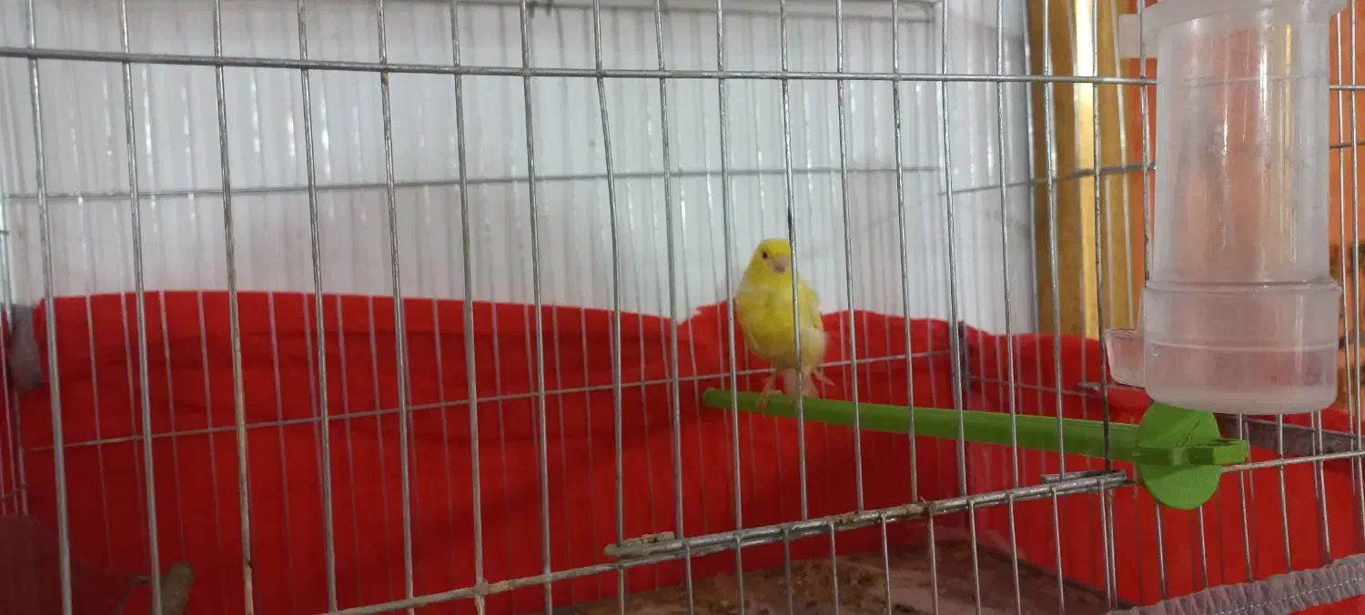 قناری ماده|پرنده|کوهدشت, |دیوار