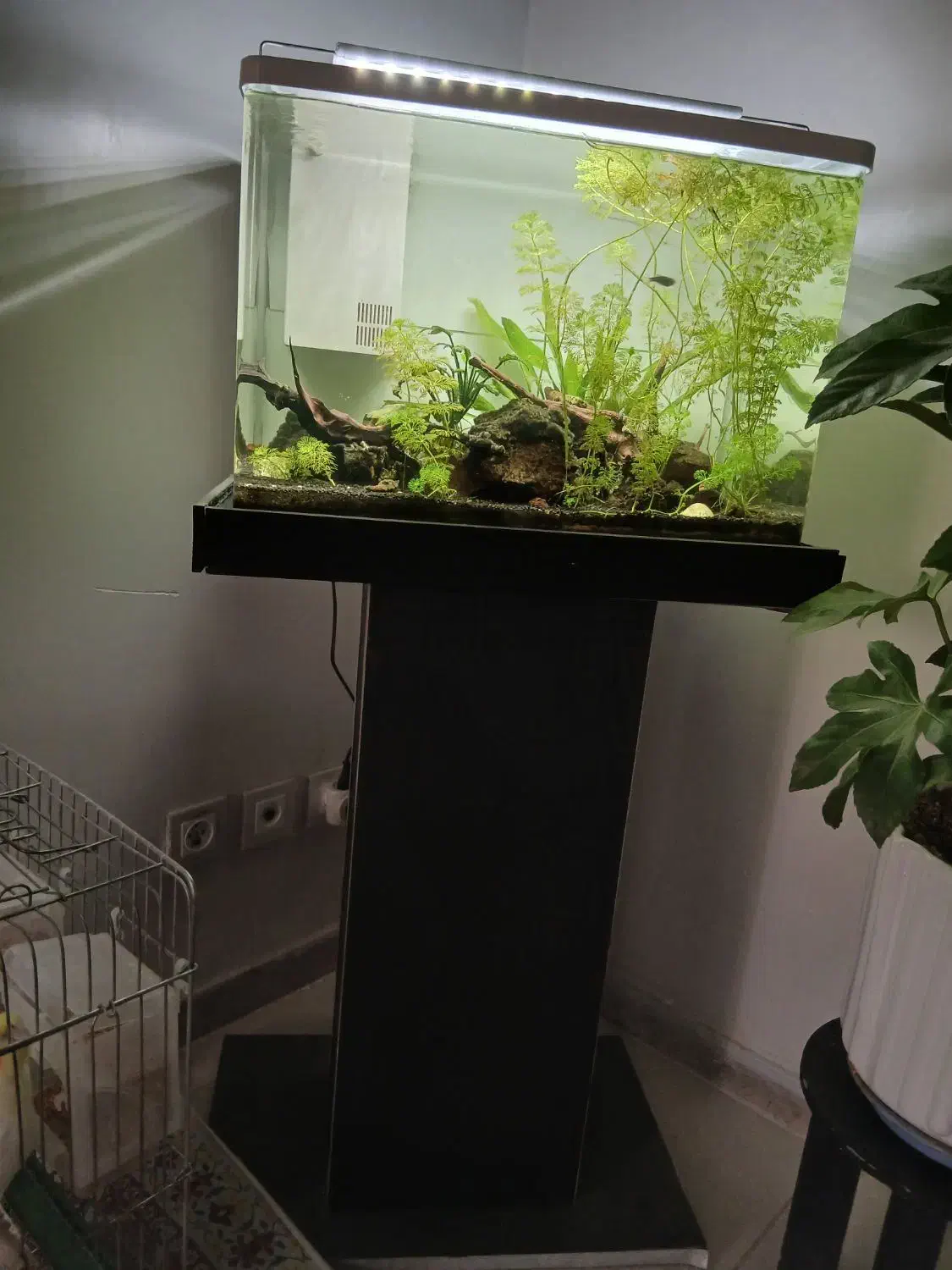 آکواریوم  پلنت بسیار زیبا|ماهی|پردیس, فاز ۲|دیوار