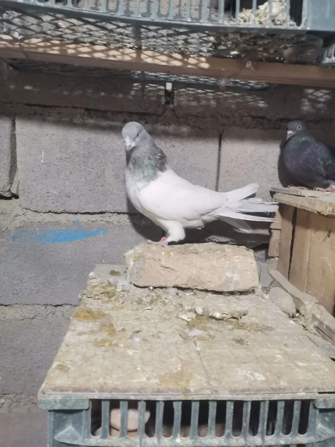 کبوتر کله|پرنده|کبودرآهنگ, |دیوار