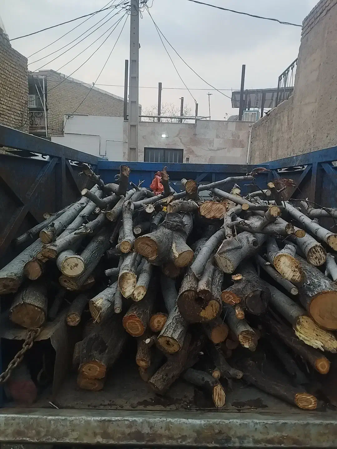 خرید خوب باغی وحرس  درختان چنار وصنوبر|خدمات باغبانی و درختکاری|کرج, کمالشهر|دیوار