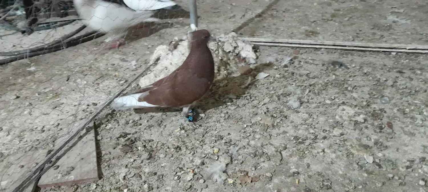 کبوتر سرخ|پرنده|شهریار, ابراهیمآباد|دیوار