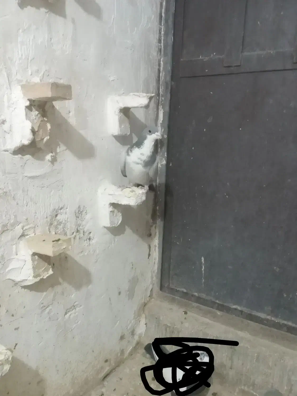 نر تبعیدی خطری زرند|پرنده|کرمان, |دیوار