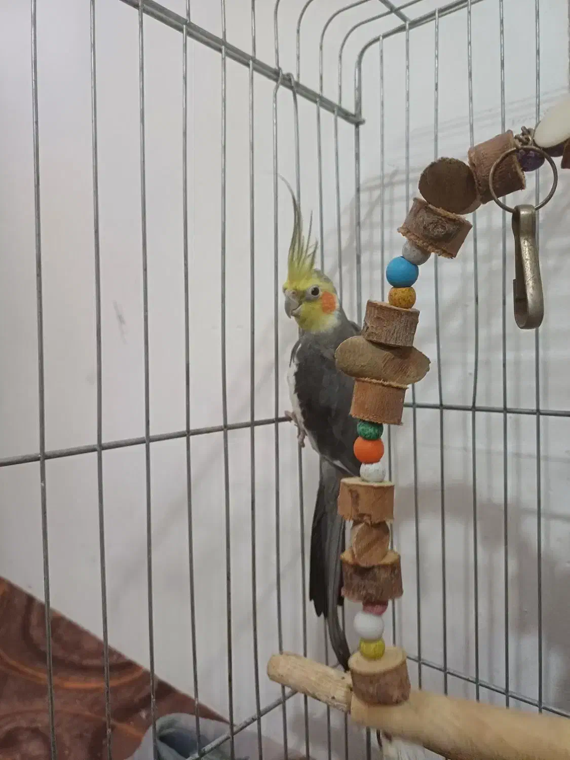 معاوضه عروس هلندی با مرغ|پرنده|آبیک, |دیوار