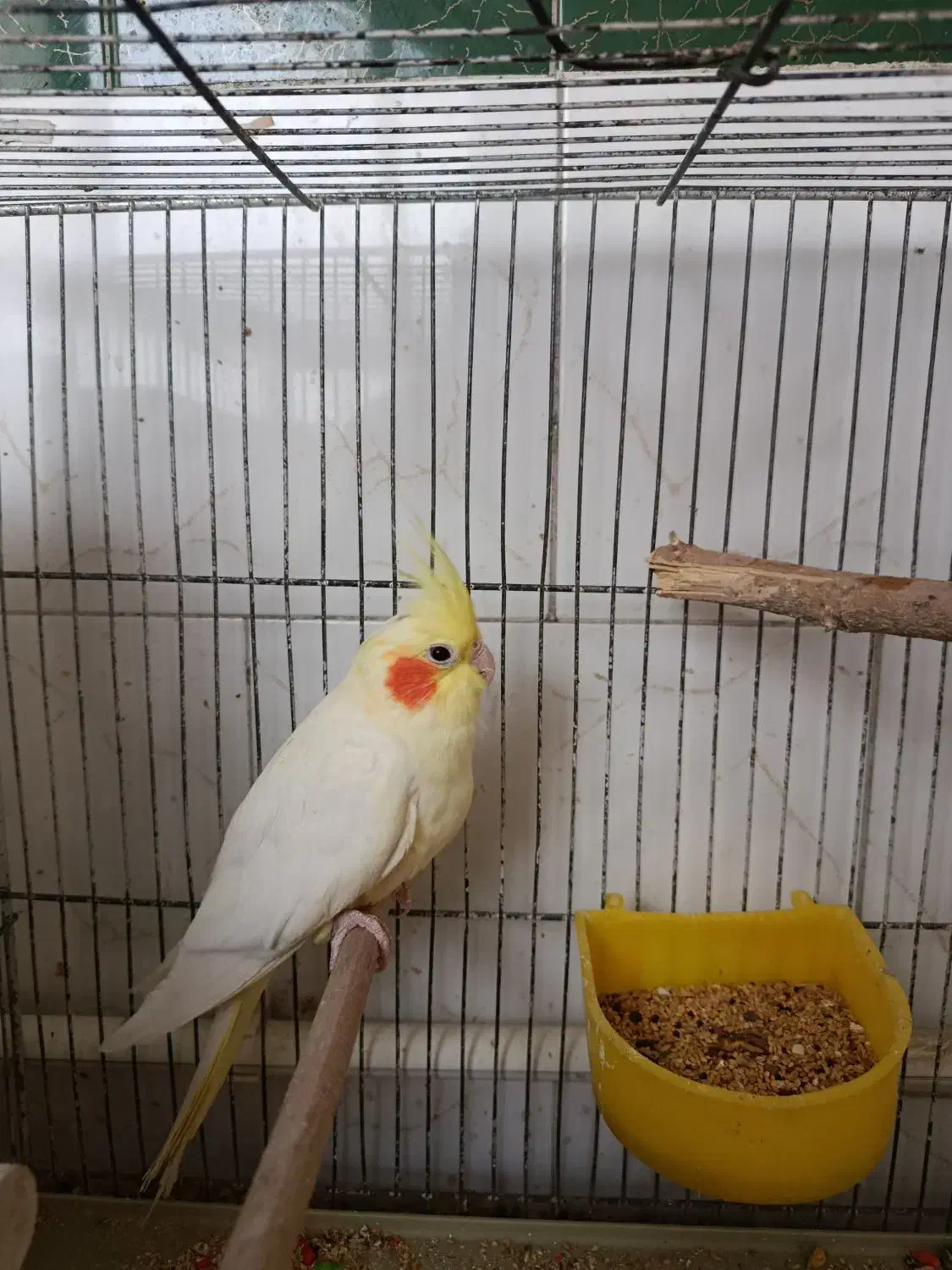 پرنده عروس|پرنده|تربتحیدریه, میدان مرکزی|دیوار