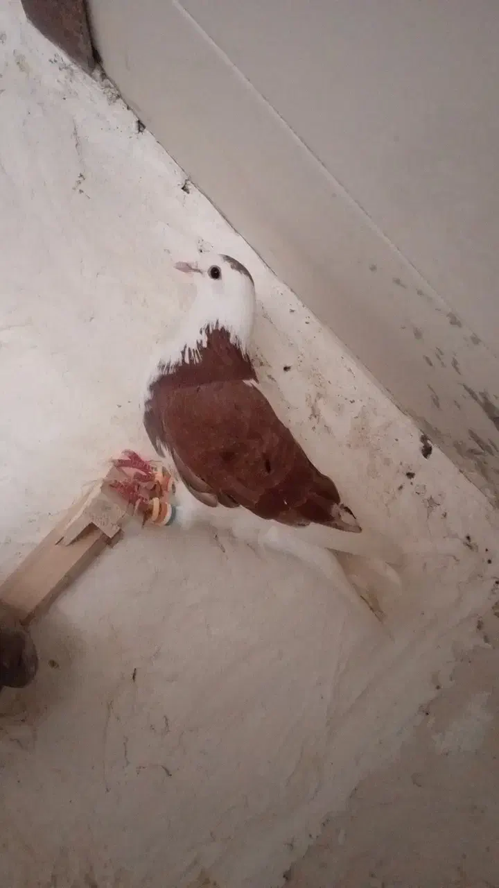 کفتر صید|پرنده|شیروان (خراسان), |دیوار