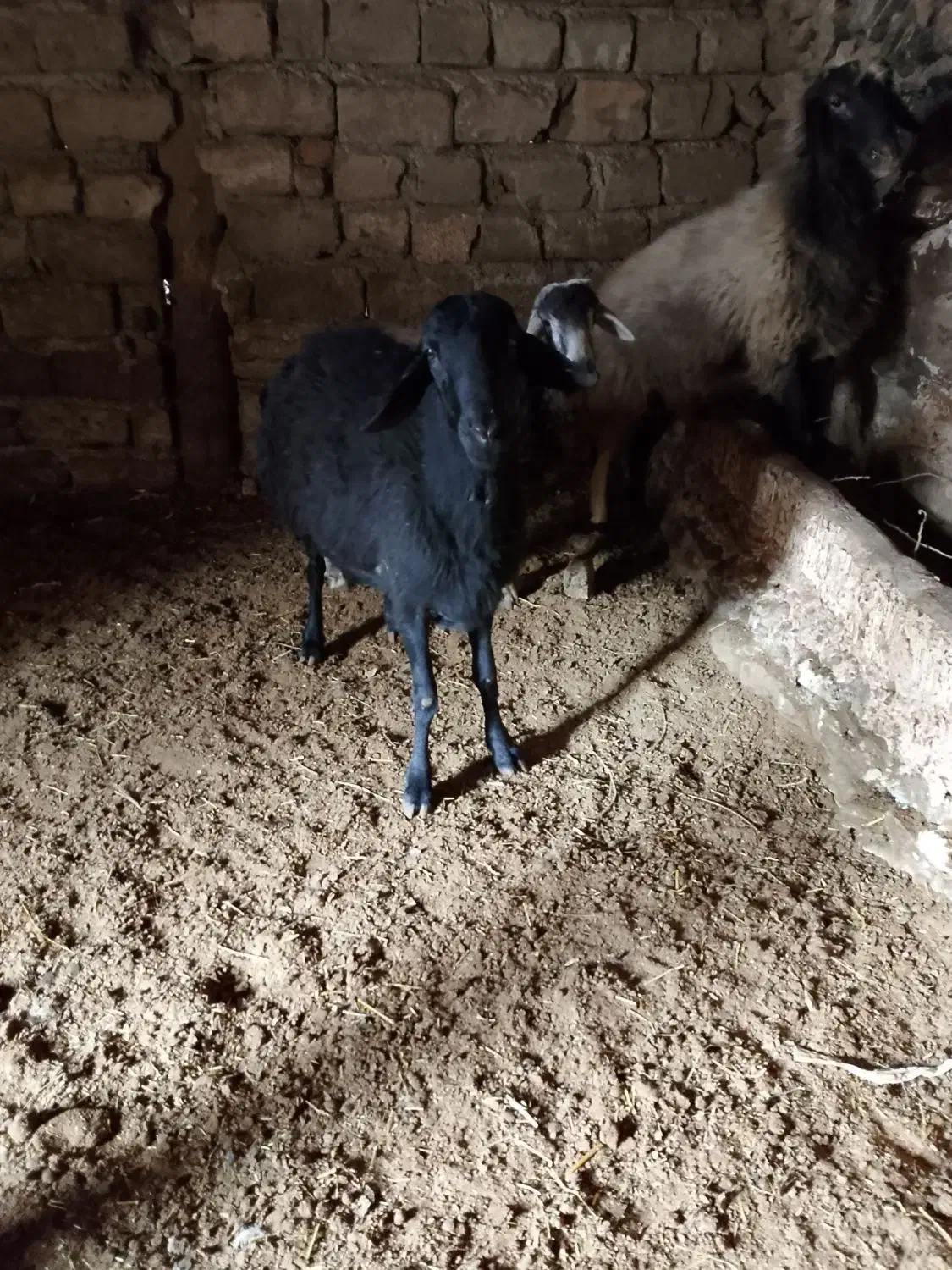 سروآباد|حیوانات مزرعه|سروآباد, |دیوار