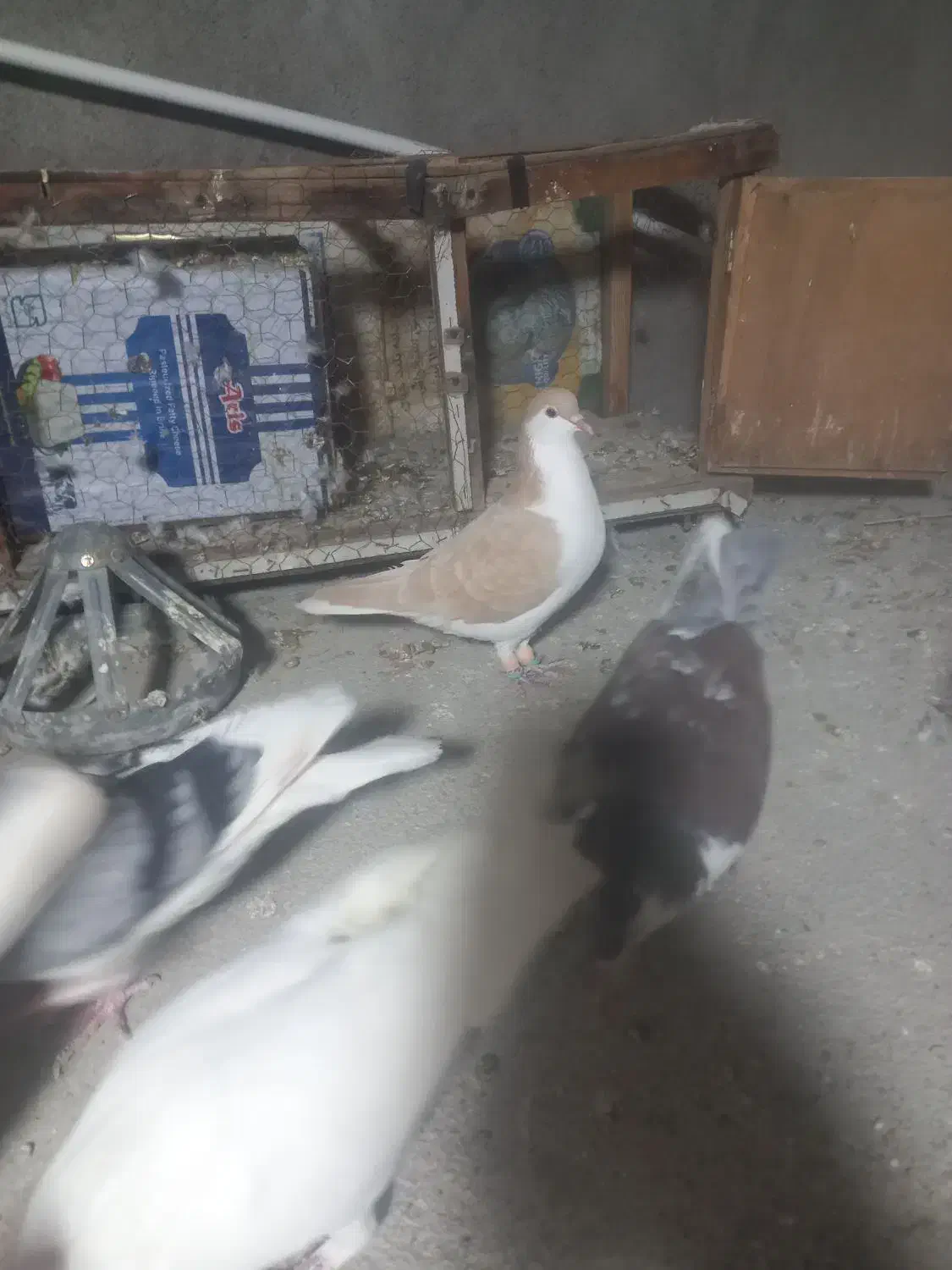 ساده زرد|پرنده|مشهد, انصار|دیوار