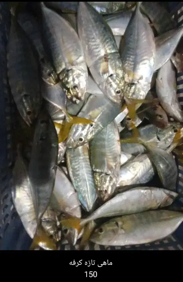 ماهی|ماهی|قشم, |دیوار