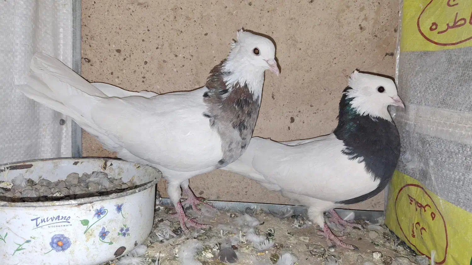 طوقی|پرنده|نورآباد, |دیوار