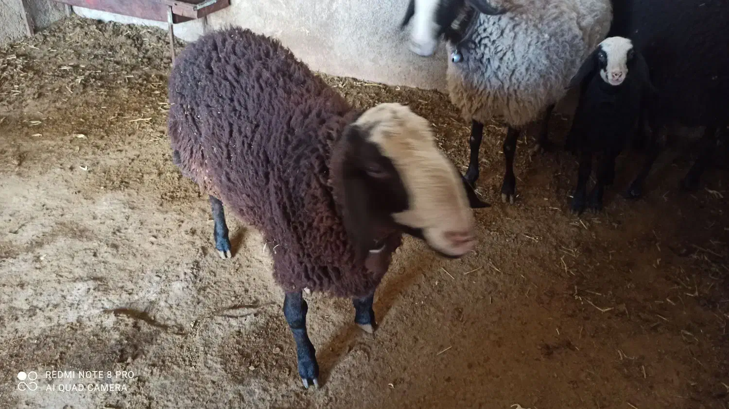 بره نر گوشتی|حیوانات مزرعه|آبیک, |دیوار