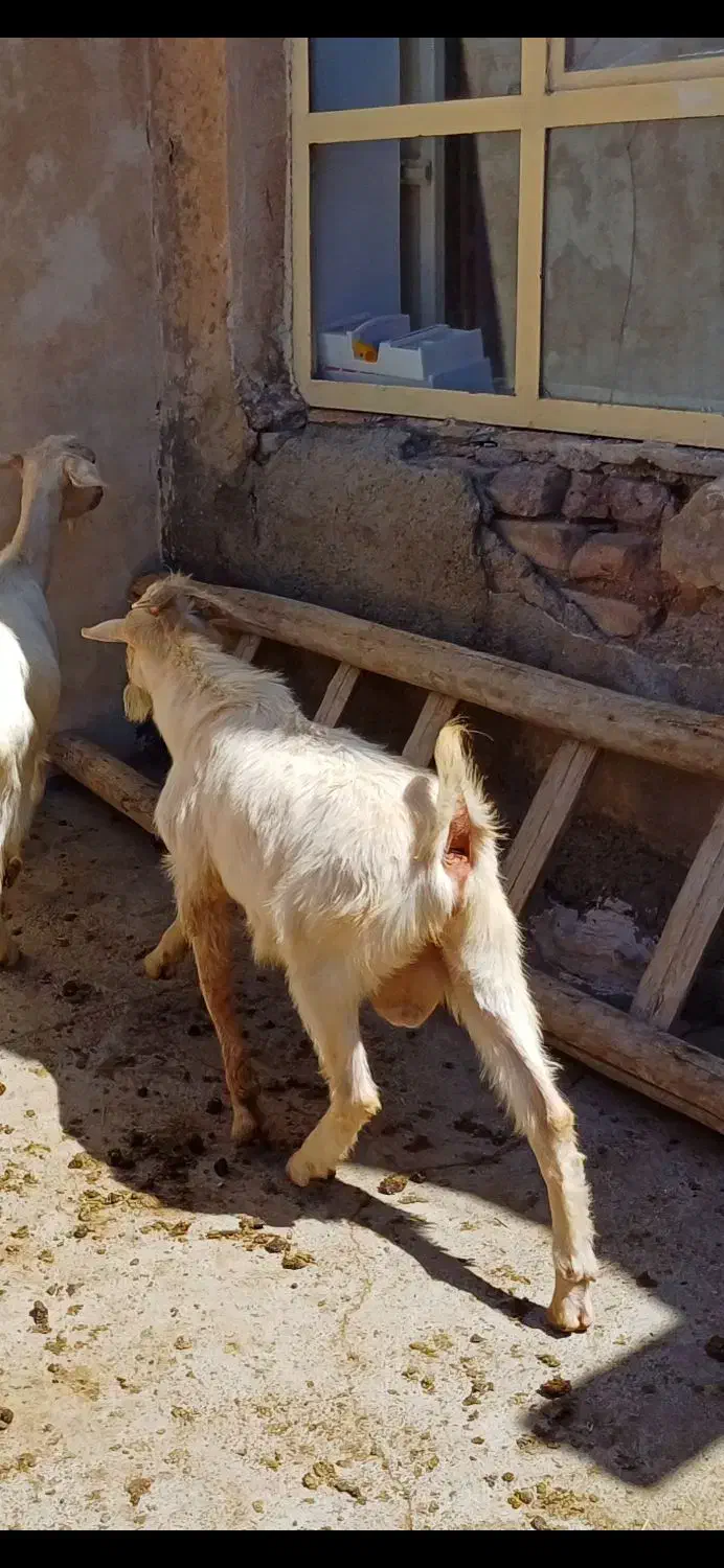 بز سانن درجه یک|حیوانات مزرعه|دهگلان, |دیوار