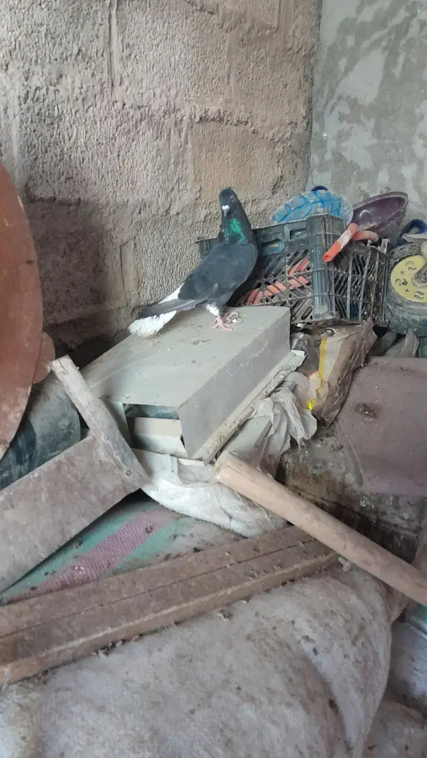 کبوتر اشعل نر|پرنده|کارون, |دیوار