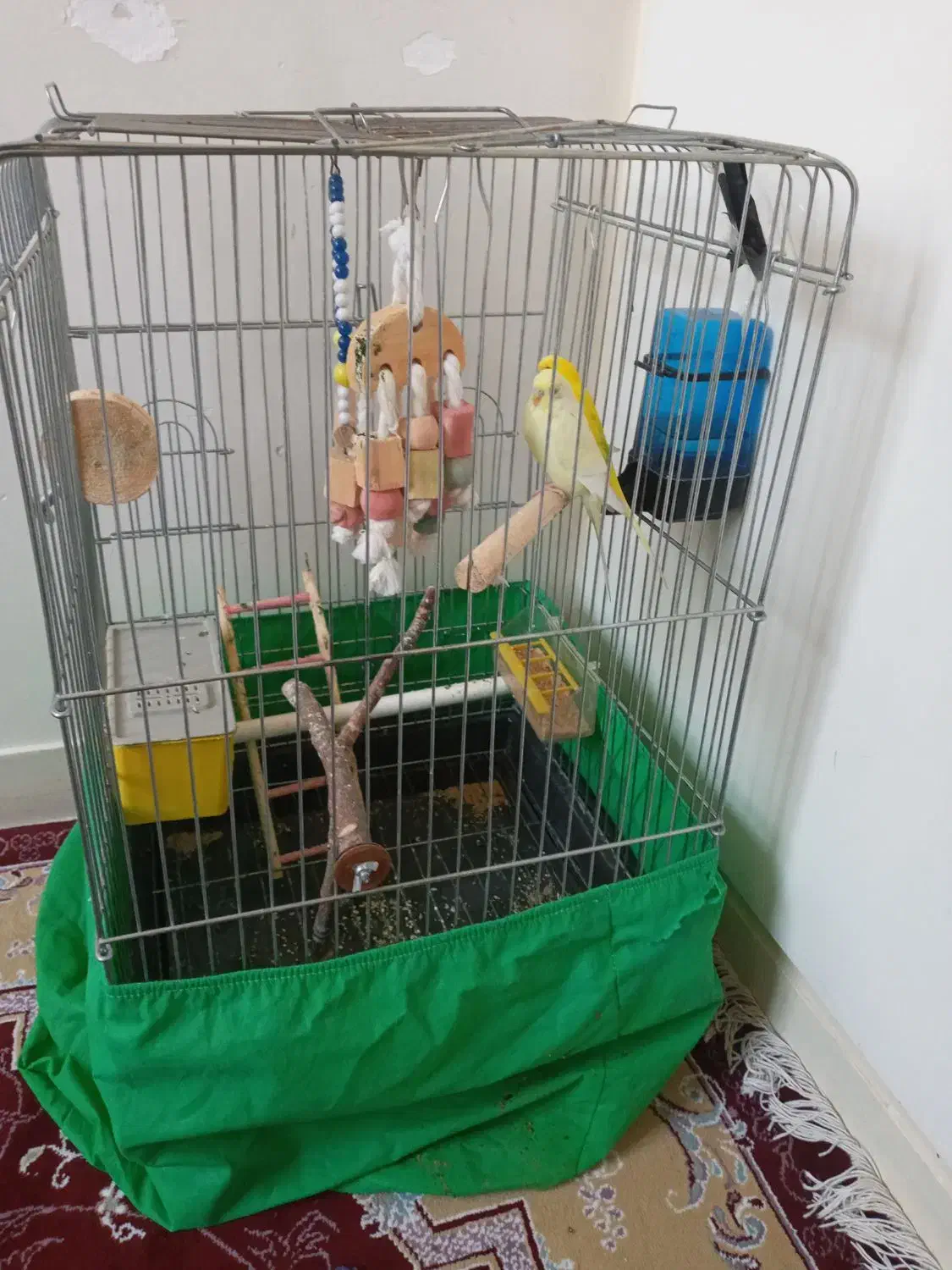 مرغ عشق|پرنده|فردیس, شهرک ۱۱۰|دیوار