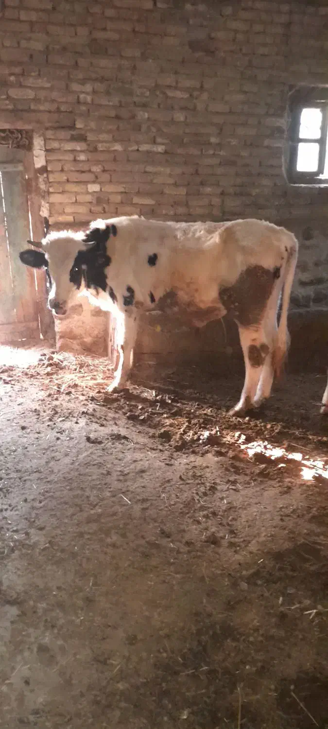 دو عدد گوساله نر|حیوانات مزرعه|نیر (اردبیل), |دیوار