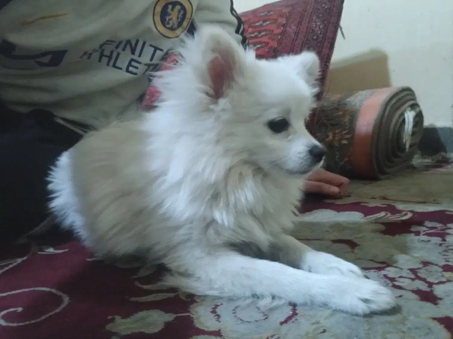 پامرانین|سگ|خرمآباد, |دیوار