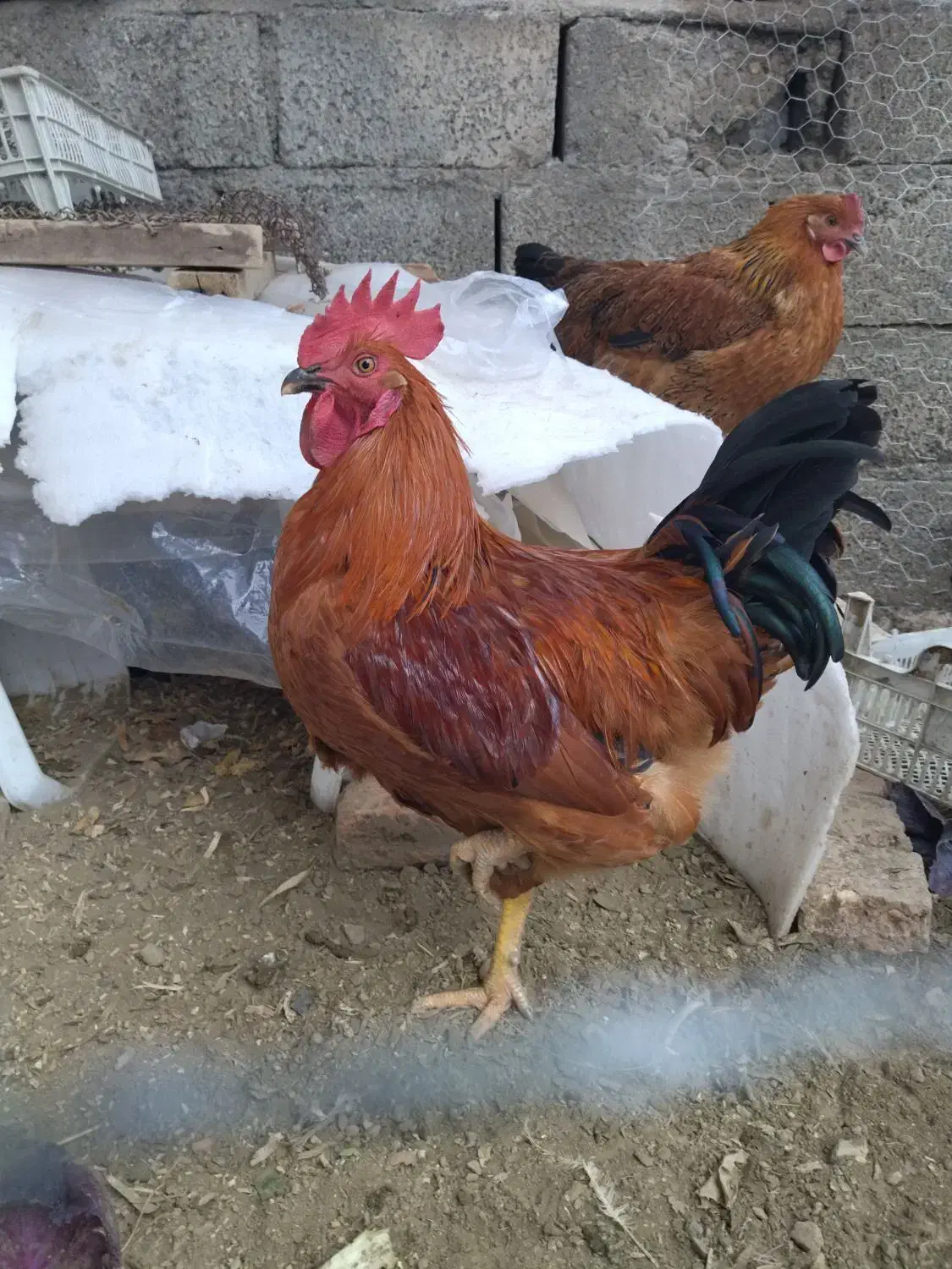 مرغ و خروس محلی|حیوانات مزرعه|سردشت, |دیوار