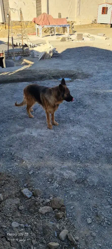 فروش سگ|سگ|مشهد, ویلاشهر|دیوار