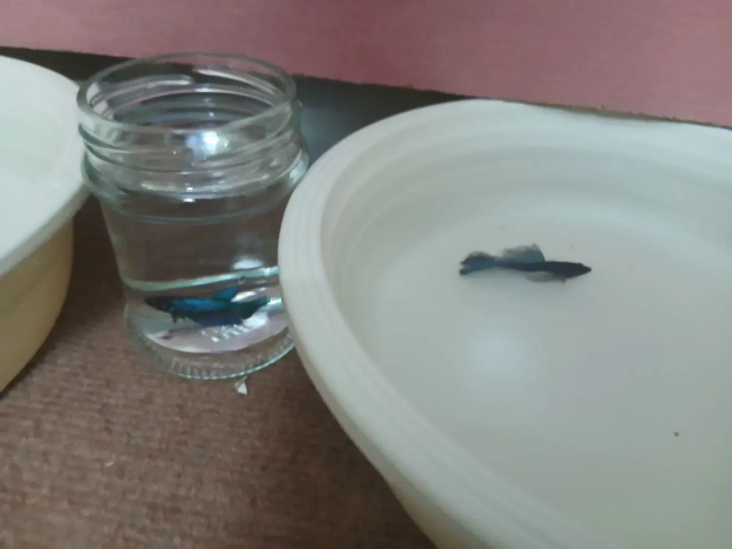 فایتر. گوپی.|ماهی|مشهد, موسوی قوچانی|دیوار